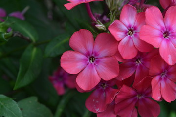 Phlox. Polemoniaceae. Beautiful inflorescence. Flowers pink. Nice smell. Growing flowers. Flowerbed. Garden. Floriculture. Horizontal