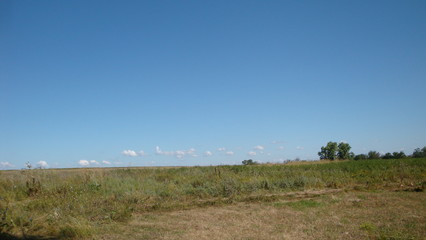 Fototapeta na wymiar Steppe. green grass. Blue sky. Summer day.Trees can be seen in the distance.