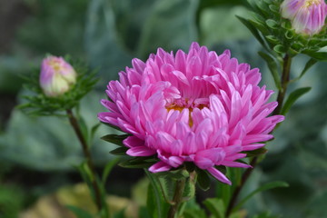 Pink flowers of asters garden. Delicate petals. Horizontal photo. Close-up. Green Garden. Sunny weather