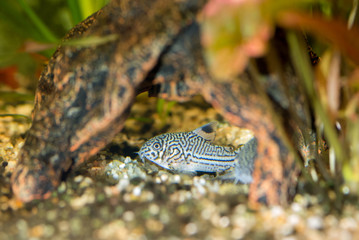 Three stripe corydoras (corydoras  trilineatus) aquarium fish hidden under a rock