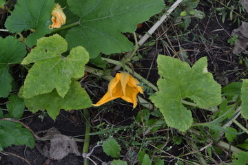 Pumpkin growing in the vegetable garden. Cucurbita. Pumpkin flower. Garden, field, farm. Photos of...