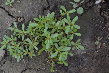 Purslane. Portulaca oleracea. Purslane grows in the garden. The green oval leaves. Garden. Field. Growing. Agriculture. Horizontal photo