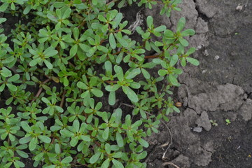Purslane. Portulaca oleracea. Purslane grows in the garden. The green oval leaves. Treatment plant. Field. Growing. Agriculture. Horizontal photo