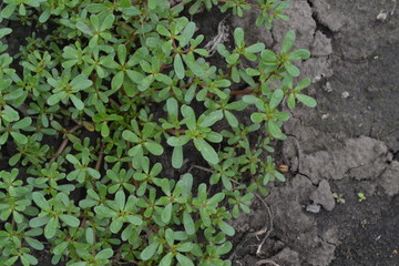 Purslane. Portulaca oleracea. Purslane grows in the garden. The green oval leaves. Treatment plant. Field. Growing. Agriculture. Horizontal