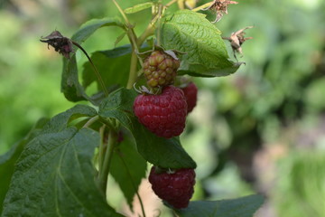 Raspberries. Rubus idaeus. berries of a raspberry. Close-up. Among the green leaves. Garden. Growing of berries. Horizontal photo