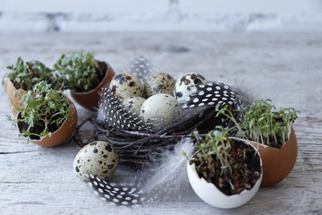  Still life of quail eggs and watercress seedlings. Selective focus.