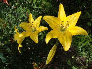 Lily varieties 