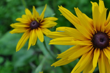 Rudbeckia. Perennial. Similar to the daisy. Tall flowers. Flowers are yellow. Close-up. It's sunny. Garden. Flowerbed. Floriculture. Horizontal photo