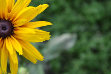 Rudbeckia. Perennial. Similar to the daisy. Tall flowers. Flowers are yellow. Close-up. It's sunny. Garden. Flowerbed. Floriculture. Horizontal