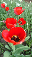 Tulips are charming flowers. Red, pink,white, lilac. These flowers are able to please any connoisseur of beauty.