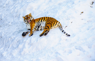 siberian tiger on snow