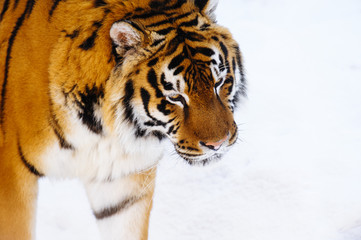 siberian tiger on snow