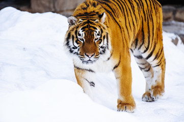 Fototapeta na wymiar siberian tiger on snow