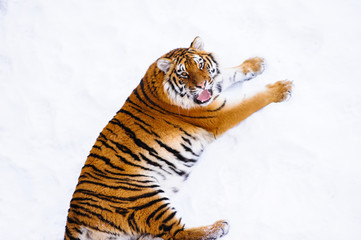 siberian tiger on snow