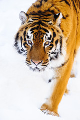 siberian tiger on snow