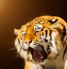 Fototapeta na wymiar siberian tiger on on stones