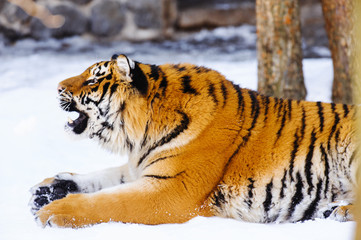 siberian tiger on snow
