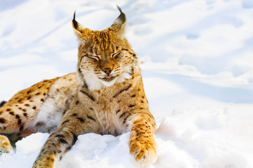 lynx on the snow