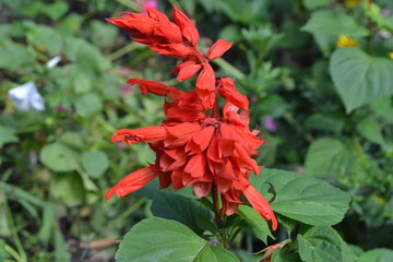 Salvia. Salvia splendens. Flower red. Heat-loving plants. Annual plant. Beautiful flower. Garden. Close-up. On blurred background. Horizontal photo