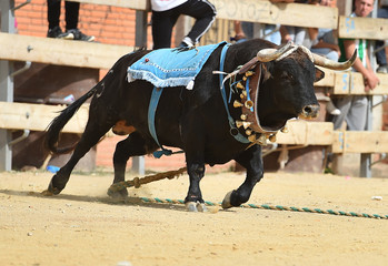 bull in spain