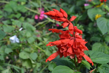 Salvia. Salvia splendens. Flower red. Heat-loving plants. Annual plant. Beautiful flower. Growing flowers. Close-up. On blurred background. Horizontal photo