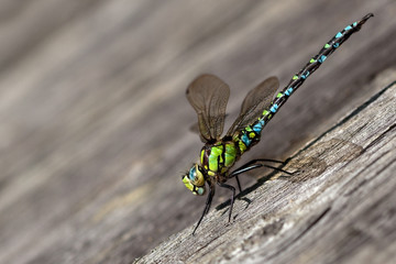 Dragonfly on the wooden plank 