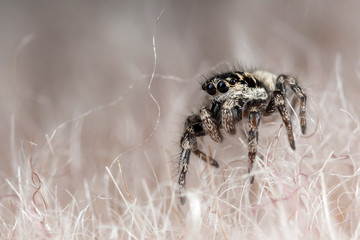 Funny little spider on a synthetic fur