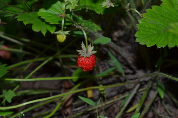 Strawberries. Fragaria vesca. Bushes of strawberry. Red berries. Fragrant berries. Healing berries. Close-up. Green leaves. Berries strawberries. Horizontal photo