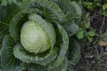 White cabbage. Cabbage growing in the garden. Brassica oleracea. Farm. Agriculture. Growing cabbage. Cabbage close-up