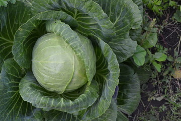 Fototapeta premium White cabbage. Cabbage growing in the garden. Brassica oleracea. Field. Agriculture. Growing cabbage. Cabbage close-up