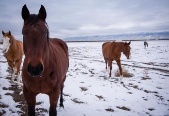Closeup view of a horse in a snowy mountain landscape