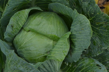 Fototapeta premium White cabbage. Cabbage growing in the garden. Brassica oleracea. Field. Farm. Agriculture. Growing cabbage