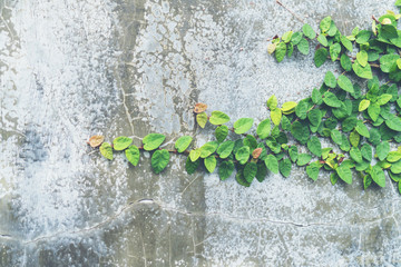 Ivy leaves on loft style wall