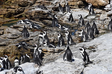 Brillenpinguinkollonie