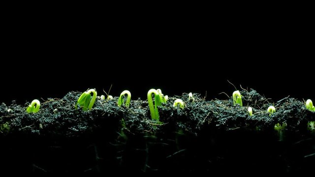 seedling growing time lapse 4k resolution