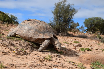 Afrikanische Landschildkröte