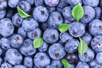 Freshly picked blueberries with drops of dew. Blueberries background