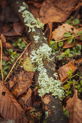 moss