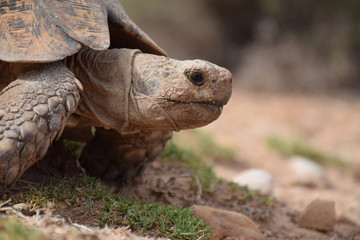 Kopf einer Afrikanische Landschildkröte