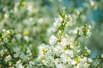 white flowers cherry tree. white flowers cherry tree. Flowers cherry tree blossomed.