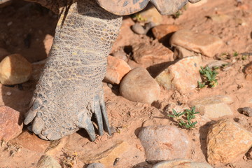 Afrikanische Landschildkröte, Fuß mit Krallen