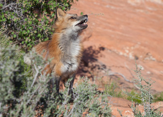 A red fox stands among low bushes in the red rock desert of Southern Utah watching something above him.