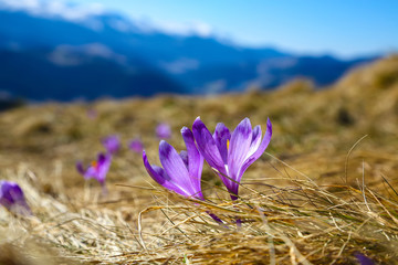 Spring mountain landscape with violet crocuses blooming on the meadow.