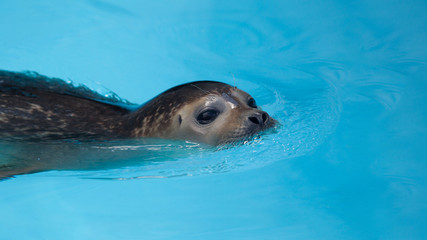 Harbour seal swimming in the pool