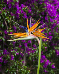 Obraz premium Strelitzia Reginae flower closeup