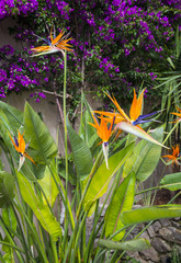 Strelitzia Reginae, a bird of paradise