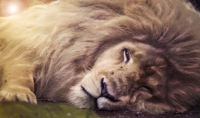Resting white lion