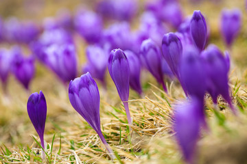 Purple crocus flowers in snow awakening in spring