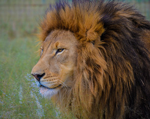A Brown Lion waiting for it's prey in Kruger