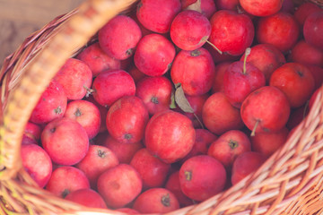 Red apples lay in a wicker basket. The fruits grown in garden.